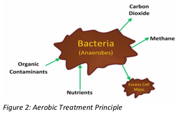 Bacteria